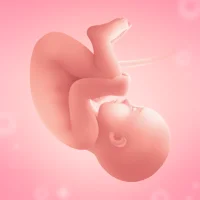Graviditets app. Gravid dansk